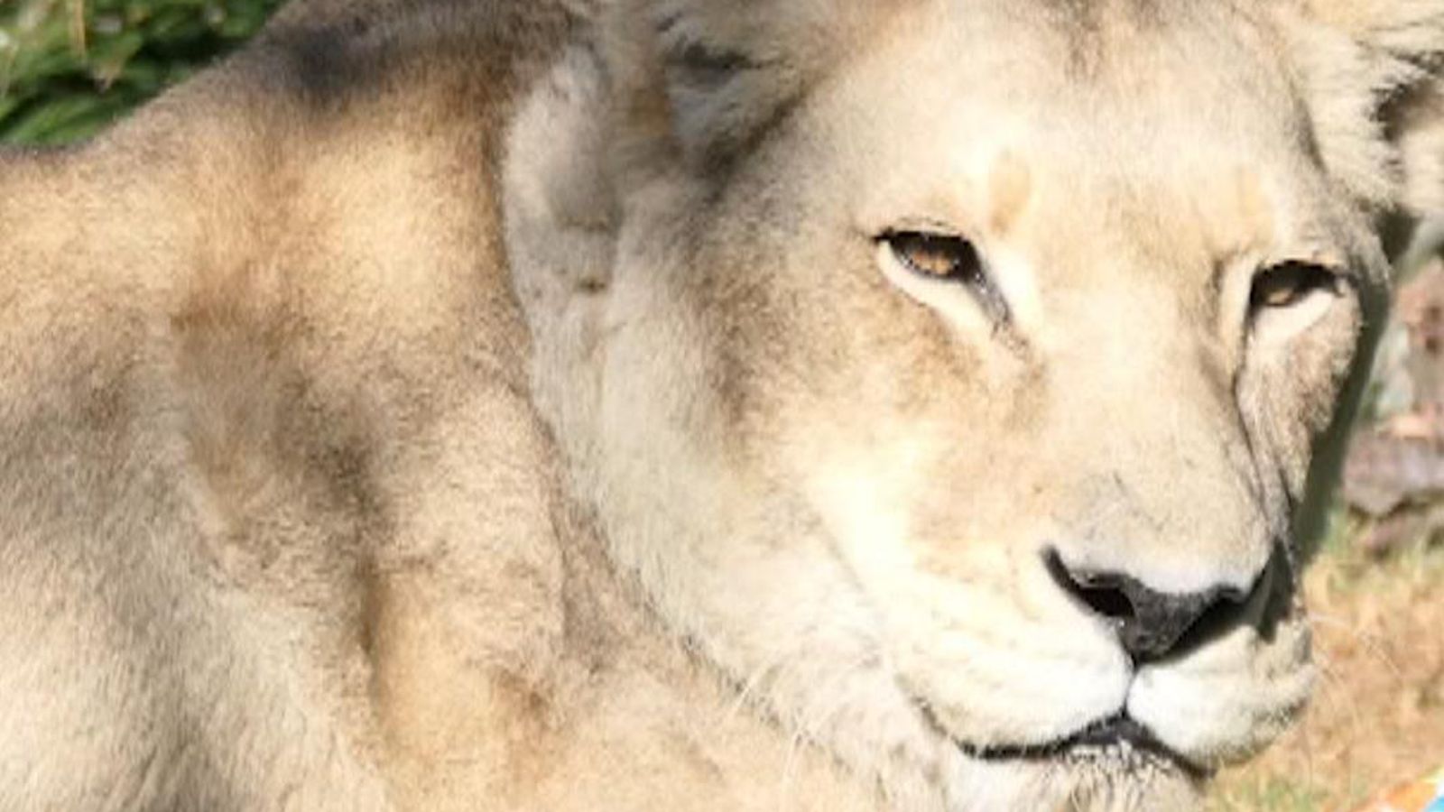‘Oldest’ lioness in Australia celebrates 23rd birthday | World News