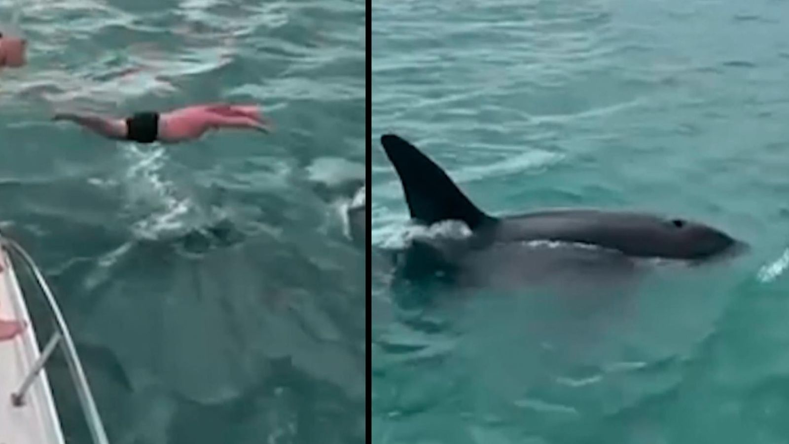 New Zealand Man fined after attempting to 'body slam' orca as friends