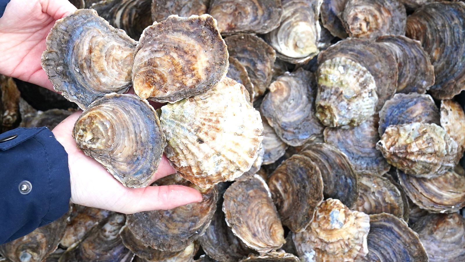 Shellfish industry on a 'knife edge' as sewage dumped in designated waters for 192,000 hours last year