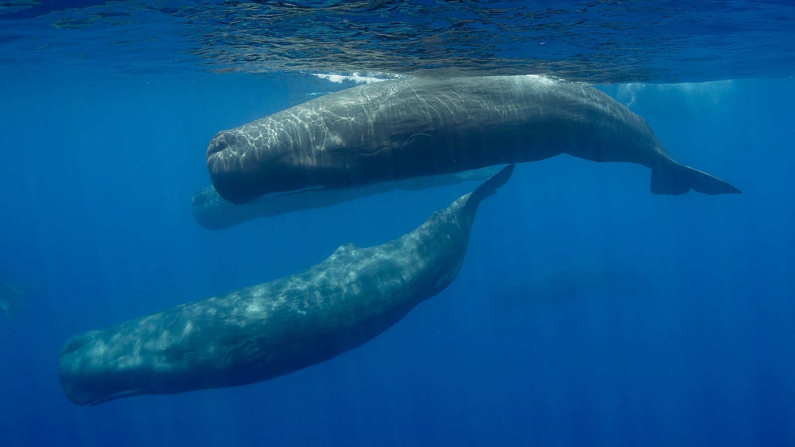 AI being used to decode sperm whales' language as 'phonetic alphabet' is identified