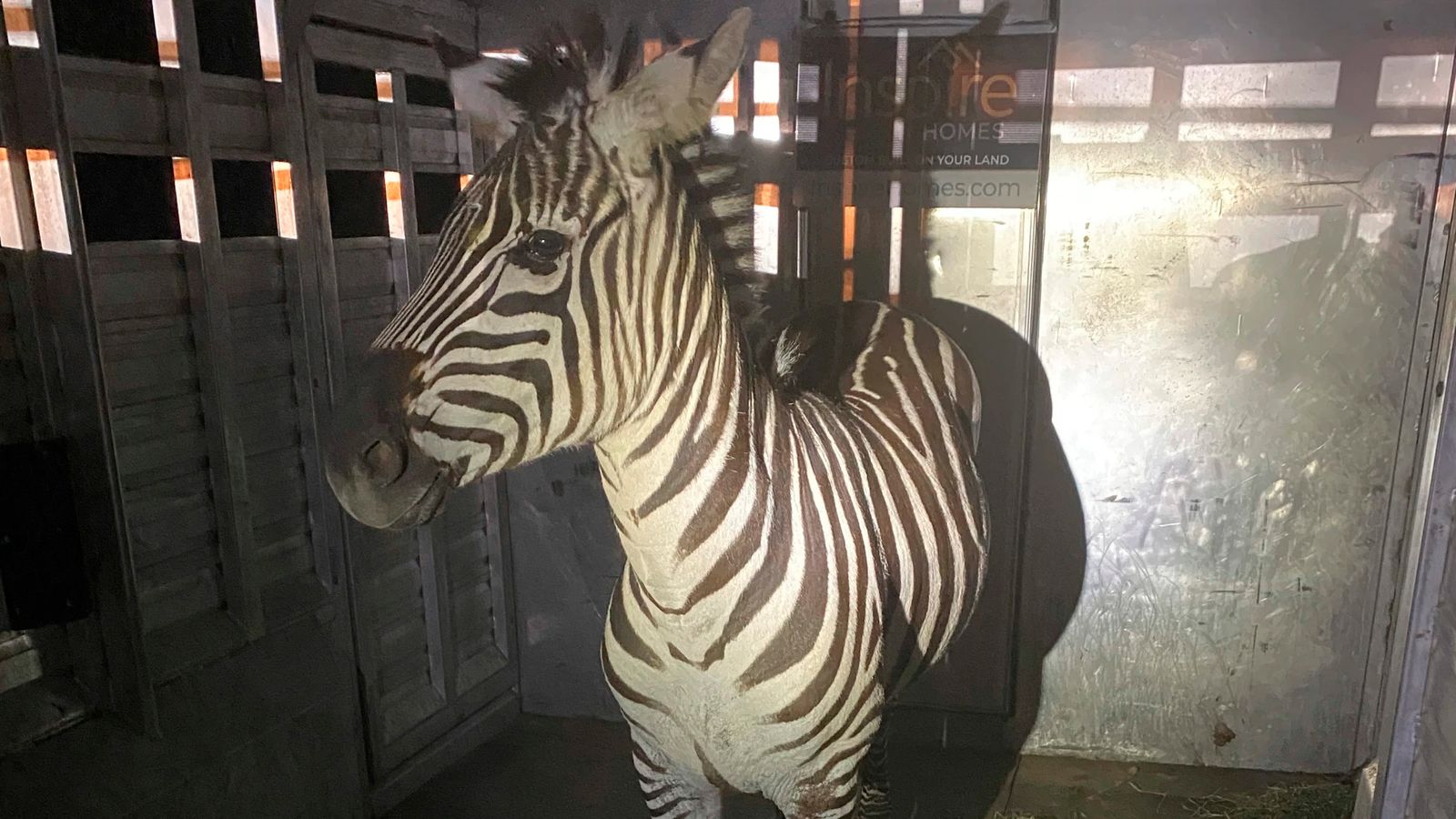 Шуг, избягалата зебра е заловена отново след близо седмица в бягство