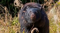 Japan is home to thousands of Asiatic black bear. Pic: File pic/ iStock