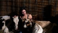 Emma Maiers sits with cows and goats during a cow cuddle session at Luz Farms near Monee, Illinois. Pic: Reuters
