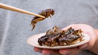 The idea of eating insects still turns the stomach of most people. Pic: iStock