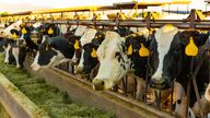 Line of dairy cows being fed hay on a farm. Pic: iStock