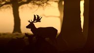 Deer in Bushy Park in London. Picture date: Saturday February 24, 2024.