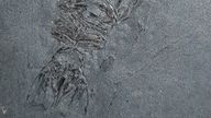 EMBARGOED TO 0001 WEDNESDAY MAY 8 Undated The Hunterian/University of Glasgow handout photo of a 333 million year old fossil of Tealliocaris weegie, a type of shrimp that died out hundreds of millions of years ago and is believed to have swam in the Carboniferous seas surrounding Glasgow. Issue date: Wednesday May 8, 2024.