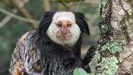 Marcel outside at Monkey World. Pic: MonkeyWorld