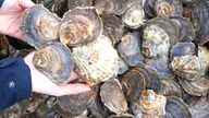 Members of the Wild Oysters Project release the last of the 10,000 molluscs at Sunderland Marina.
Pic:PA