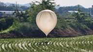 A balloon believed to have been sent by North Korea is seen over a rice field at Cheorwon, South Korea. Pic: Reuters