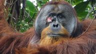 A wild male Sumatran orangutan with a wound on his right cheek .
Pic: PA              