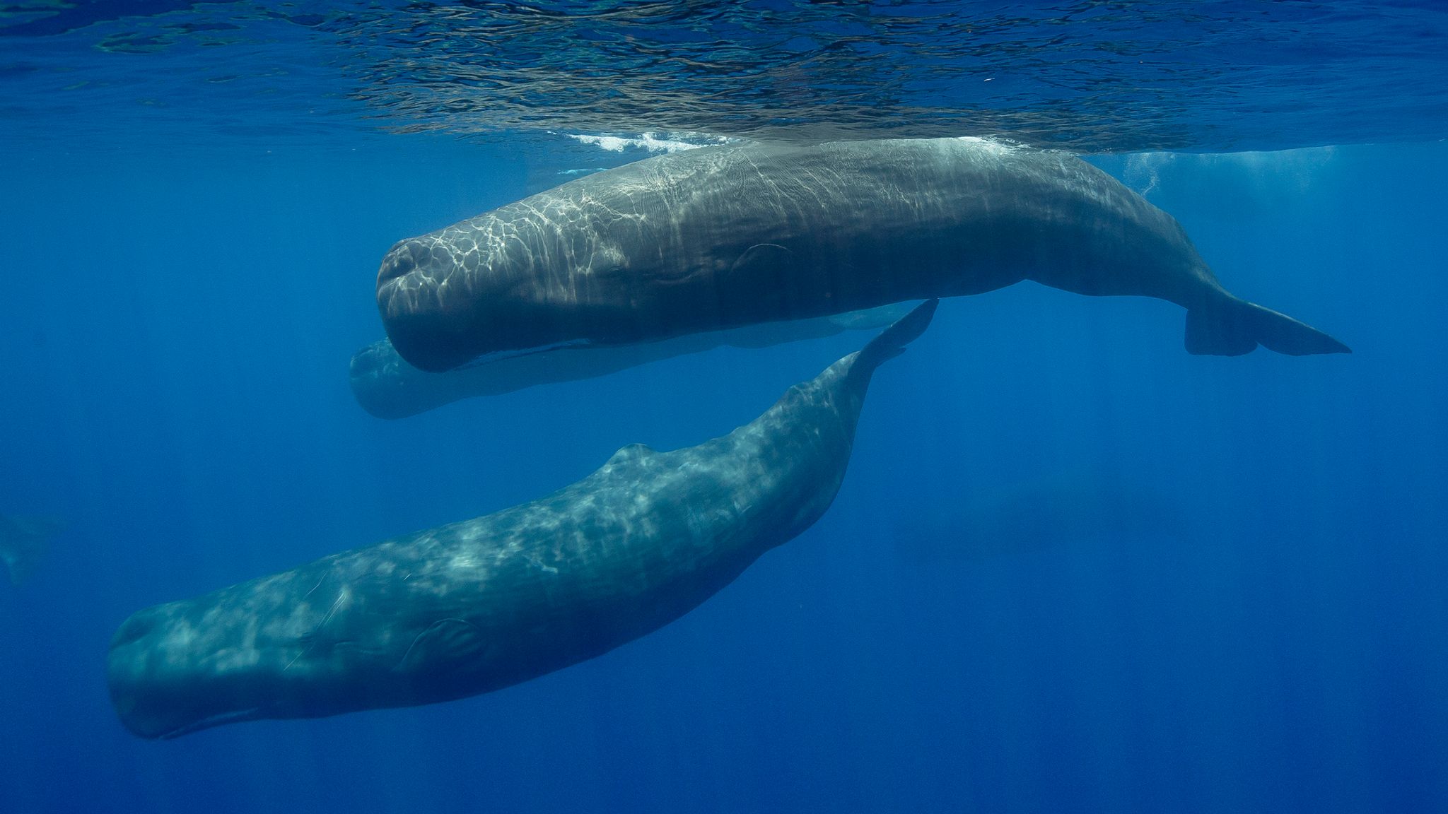 Sperm whale 'phonetic alphabet' discovered