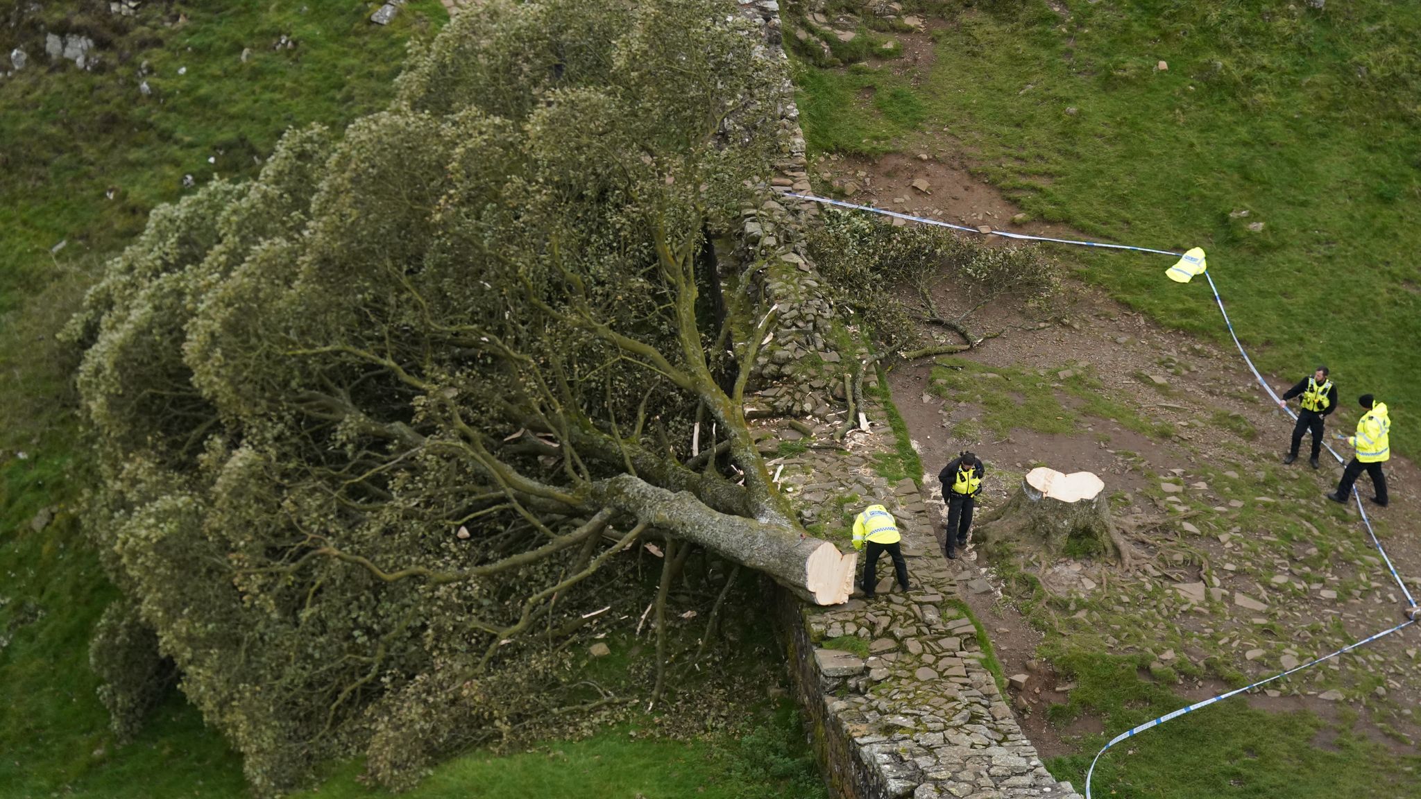 King Charles receives first seedling from felled Sycamore Gap tree | UK ...