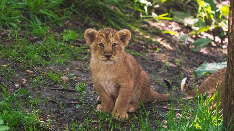 Lion cub trio take their first steps outside at London Zoo