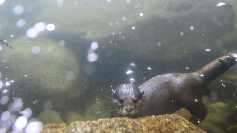 ‘It’s such a joy to watch them swimming and putting their sensitive paws up against the splashing water’, said Melbourne Zoo Wild Sea Life Sciences Manager.