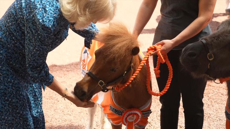 The Queen fed carrots to Alfie the donkey and LaLa the Shetland pony as she hosted a reception for equine welfare charity, Brooke at Buckingham Palace.