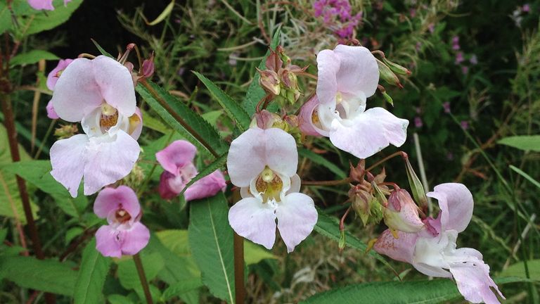 Himalayan Balsam plants, which out-compete native species and increases flood risks. Pic: PA