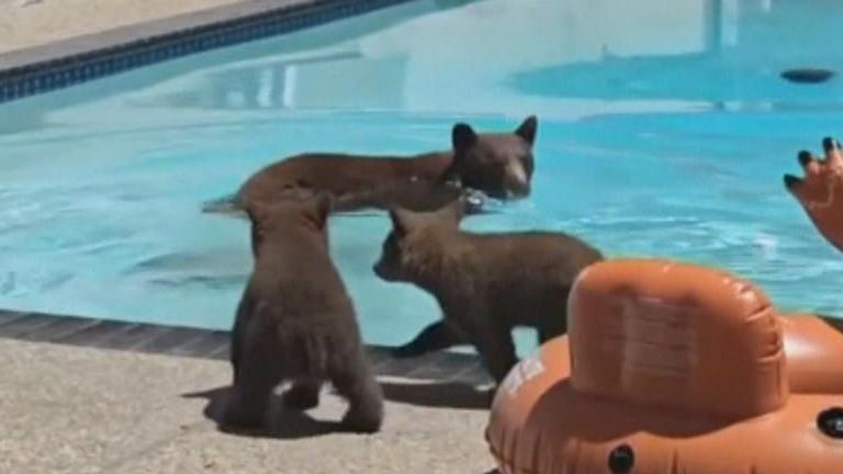Mama bear takes dip in backyard pool