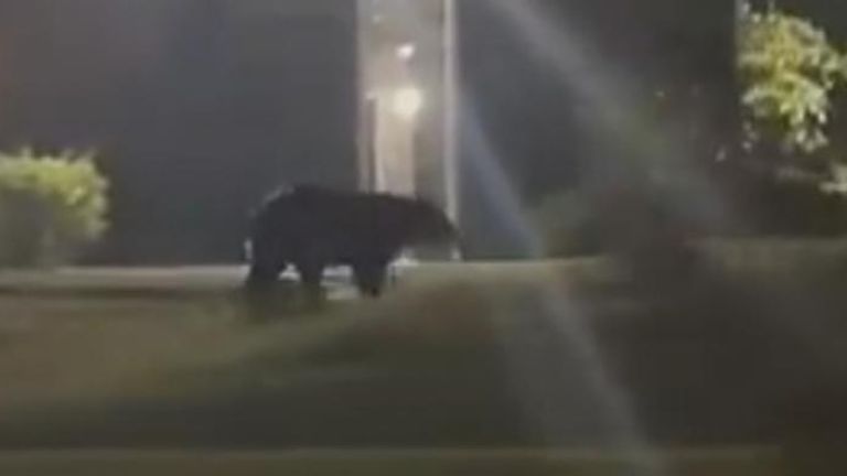 Bear Wanders Around Apartment Complex in Tampa Suburb