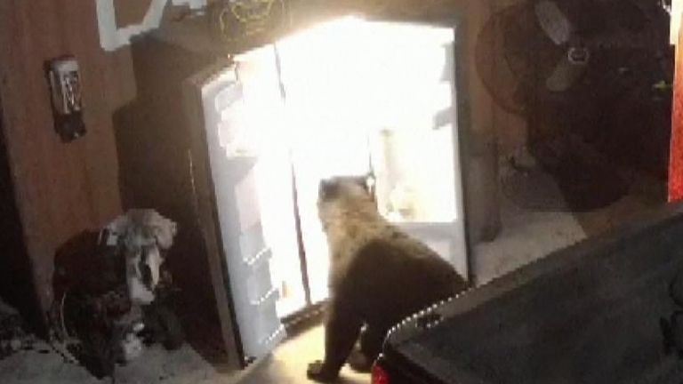 Bear raids family fridge