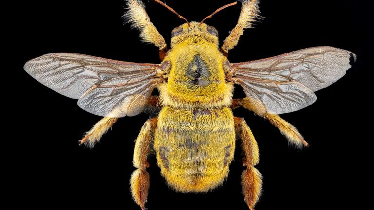 An African Carpenter bee. Pic: Pete Carr