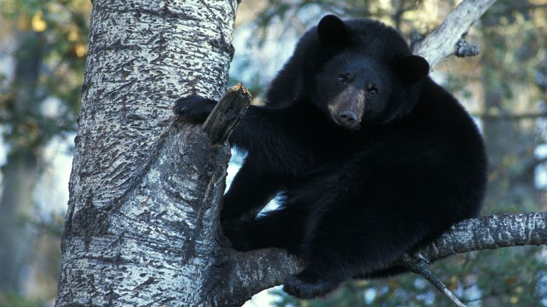 American Black Bear ( Ursus americanus ) fat for winter in aspen black poplar tree Eli Minnesota USA