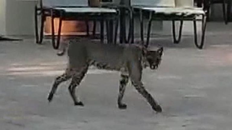 Bobcat spotted by the swimming pool in Florida