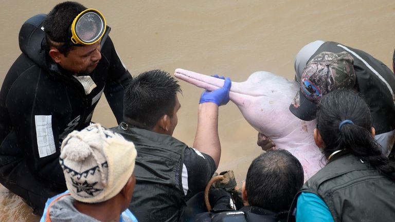 Biologists and environmental activists release a rescued pink dolphin into the Isiboro River, on the outskirts of Villa Tunari, Bolivia, Friday, May 24, 2024. A female dolphin and her seven-month-old calf were rescued from a stream where they had been trapped for over a month. (Daniel James/Los Tiempos via AP)