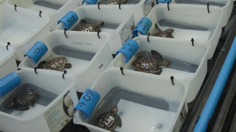 Hundreds of baby sea turtles rescued after rare storm in South Africa given temporary new home
