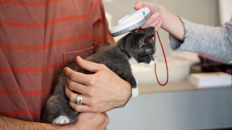 Reading microchip on cat. Pic: iStock