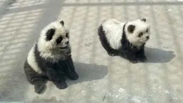 Zoo accused of faking 'panda' exhibit thumbnail
