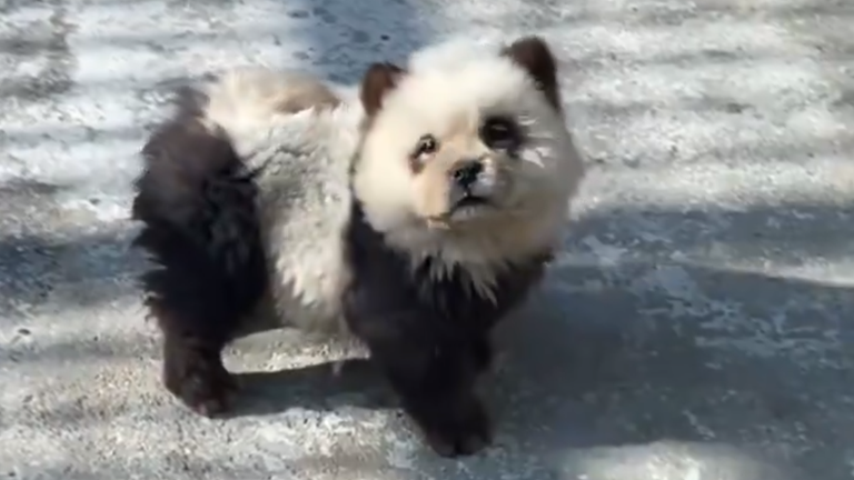 A Chow Chow dyed black and white at Taizhou Zoo, Jiangsu province, China