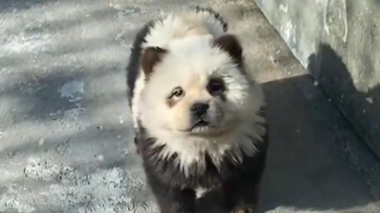 Chinese zoo uses chow chow dogs for &#39;panda&#39; exhibit