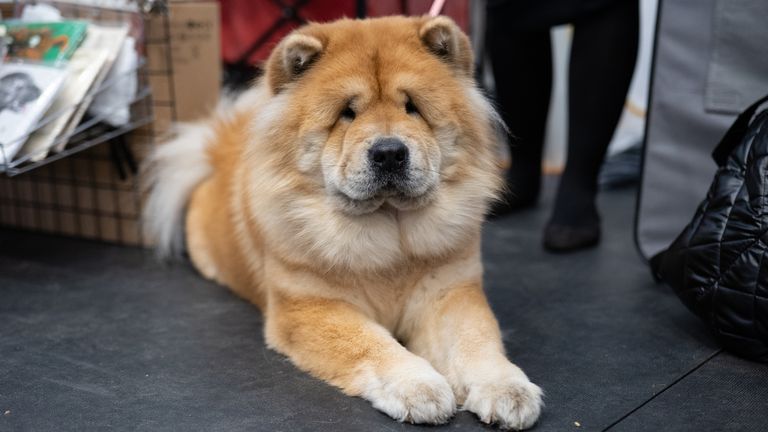 A file picture of a chow chow