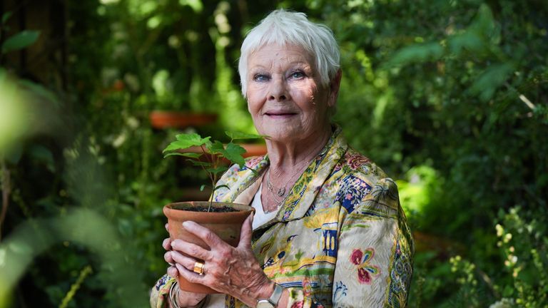 Dame Judi Dench holds a seedling from the Sycamore Gap tree. Pic: PA