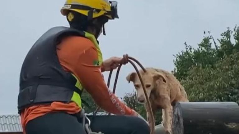Dogs saved from roof of flooded house
