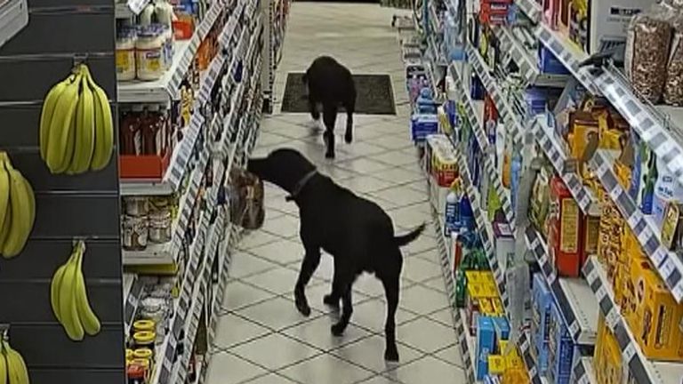 &#39;Shoplifting&#39; dogs caught on camera