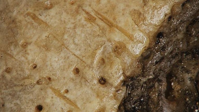 Cutmarks found on the male skull. Pic: Tondini, Isidro, Camaros, 2024.