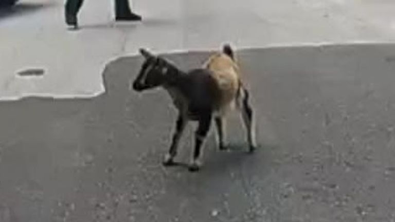 Officers go on lengthy chase for runaway goat