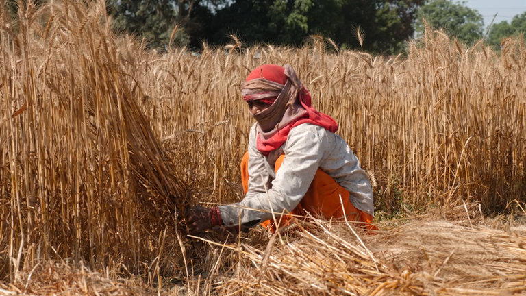 Farmers in Uttar Pradesh