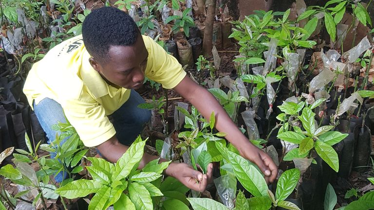 Jolis Bigirimana tending his avocado plants. Pic: Farmer’s Pride Burundi
