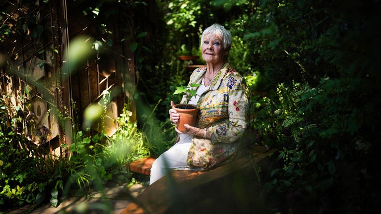 Dame Judi Dench holds a seedling in a pot from the Sycamore Gap tree in the Octavia Hill Garden by Blue Diamond, during the RHS Chelsea Flower Show at the Royal Hospital Chelsea in London. Picture date: Monday May 20, 2024. PA Photo. See PA story SHOWBIZ Chelsea. Photo credit should read: Yui Mok/PA Wire