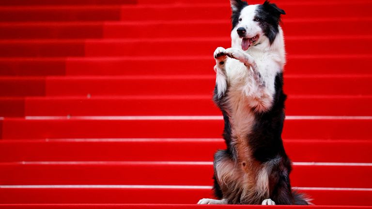 Messi, the dog from the film "Anatomie d'une chute" (Anatomy of a Fall), who is getting his own TV show at Cannes, poses on the red carpet before guest arrivals for the opening ceremony at the 77th Cannes Film Festival. Pic: Reuters