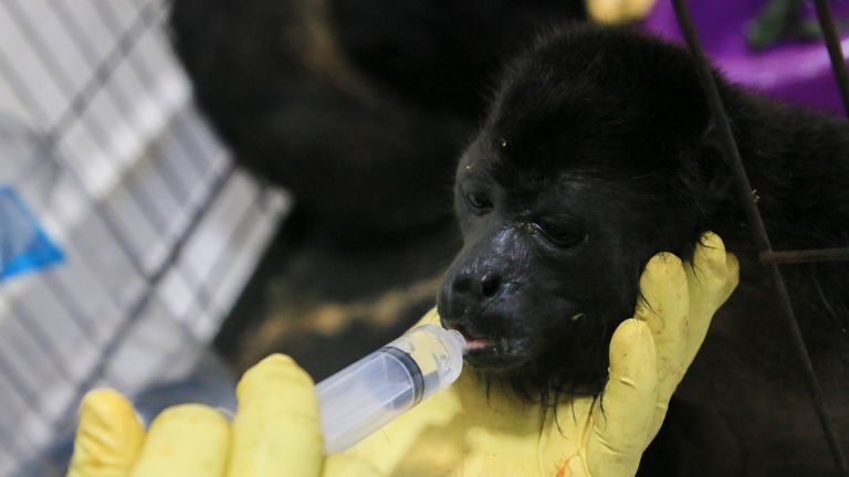 A veterinarian feeds a young howler monkey rescued amid extremely high temperatures in Tecolutilla, Tabasco state, Mexico, Tuesday, May 21, 2024. Dozens of howler monkeys were found dead in the Gulf coast state while others were rescued by residents who rushed them to a local veterinarian. (AP Photo/Luis Sanchez)