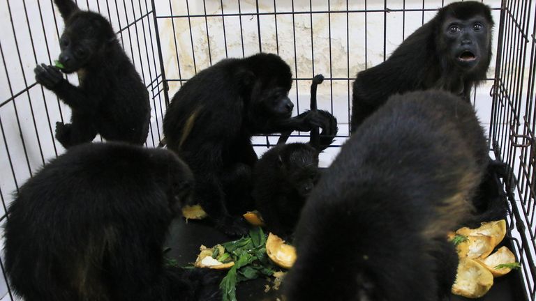 Howler monkeys sit in a cage at a veterinarian clinic after they were rescued amid extremely high temperatures in Tecolutilla, Tabasco state, Mexico, Tuesday, May 21, 2024. Dozens of howler monkeys were found dead in the Gulf coast state while others were rescued by residents who rushed them to a local veterinarian. (AP Photo/Luis Sanchez)