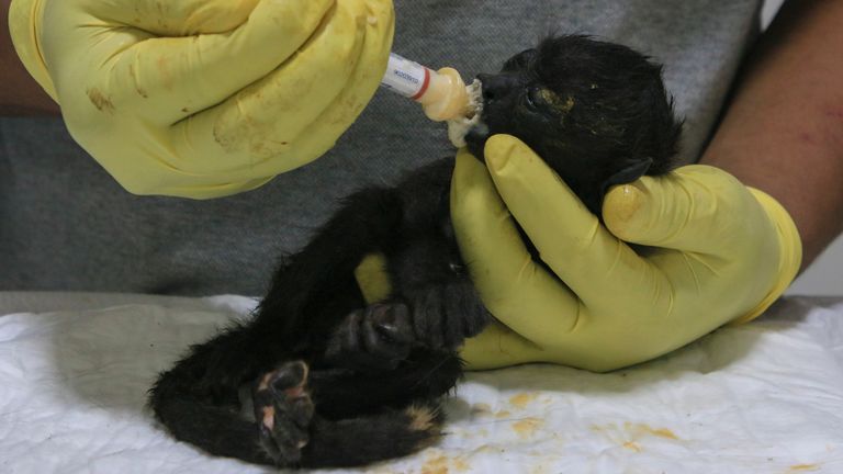 A veterinarian feeds a young howler monkey rescued amid extremely high temperatures in Tecolutilla, Tabasco state, Mexico, Tuesday, May 21, 2024. Dozens of howler monkeys were found dead in the Gulf coast state while others were rescued by residents who rushed them to a local veterinarian. (AP Photo/Luis Sanchez)