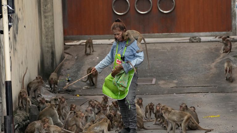 A worker chases monkeys away from a customer in front of an auto-part shop in Lopburi. Pic: AP

