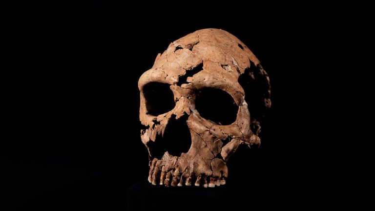 The skull was remade from over 200 bone fragments. Pic: PA