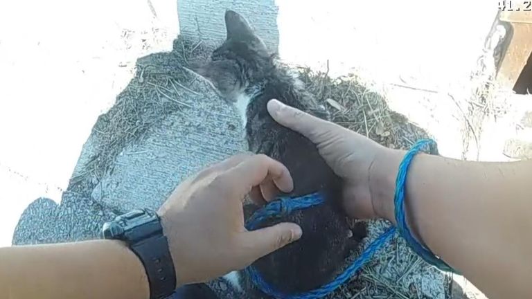  Officer Fishes Kitten Out of Storm Drain