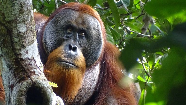 A male Sumatran orangutan named Rakus is seen two months after wound self-treatment using a medicinal plant in the Suaq Balimbing research site, a protected rainforest area in Indonesia, with the facial wound below the right eye barely visible anymore, in this handout picture taken August 25, 2022. Safruddin/Max Planck Institute of Animal Behavior/Handout via REUTERS THIS IMAGE HAS BEEN SUPPLIED BY A THIRD PARTY NO RESALES. NO ARCHIVES MANDATORY CREDIT
